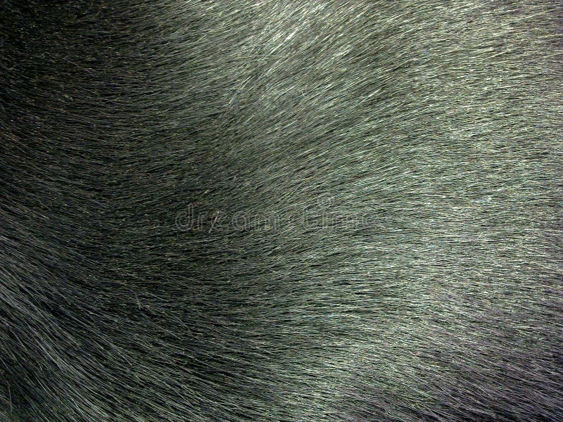 4,512 Dog Fur Texture Stock Photos Free & RoyaltyFree Stock Photos