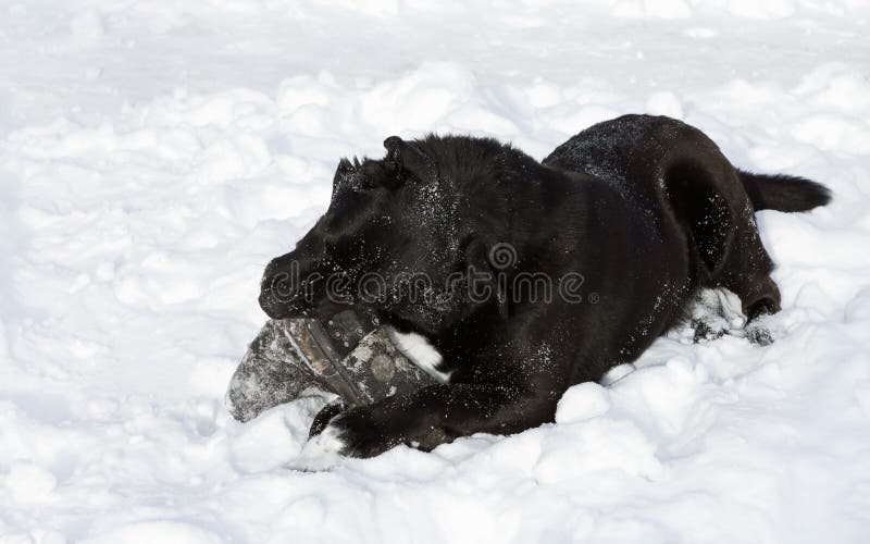 Black dog half-breed Labrador Retriever gnawing an old boot, lying in the white fluffy snow and enjoying a sunny winter day. Space for copy. Black dog half-breed Labrador Retriever gnawing an old boot, lying in the white fluffy snow and enjoying a sunny winter day. Space for copy