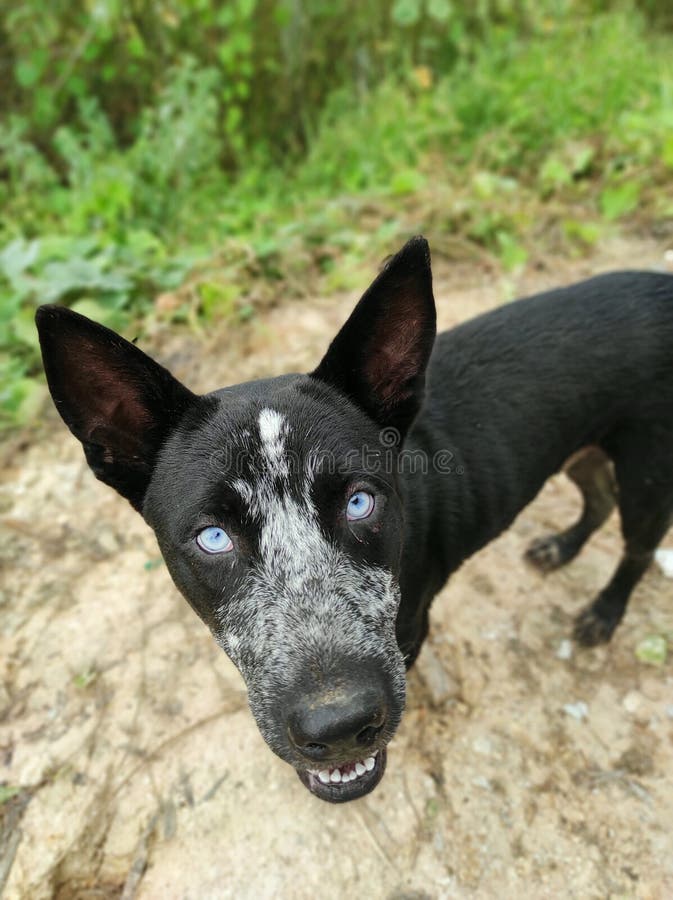 A Good Name For A Black Dog With Blue Eyes
