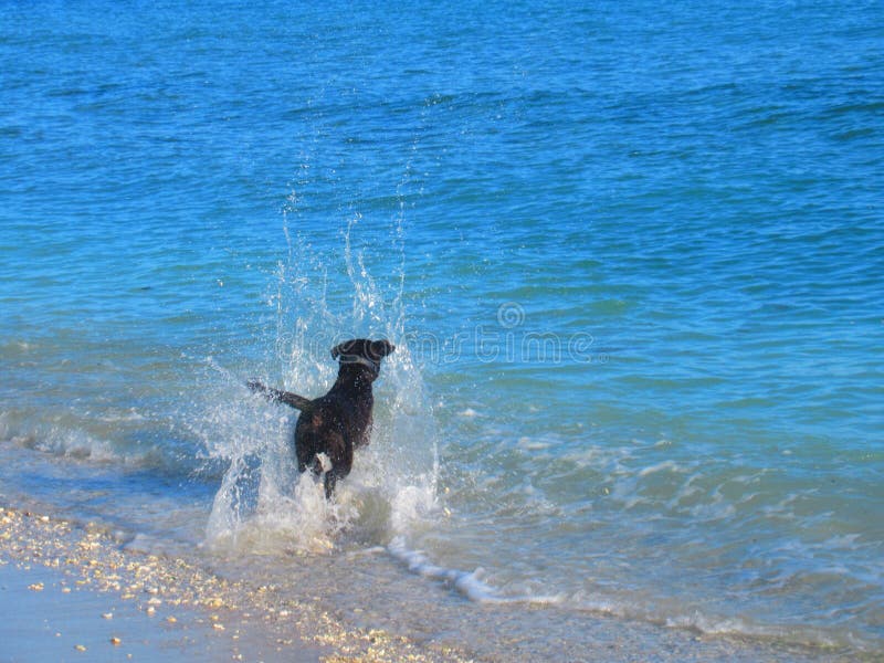 A Black Dog Jumps into the Water Stock Photo Image of blue, water