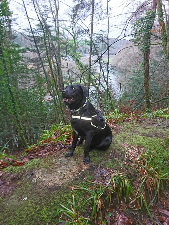 black forest vet black forest vet