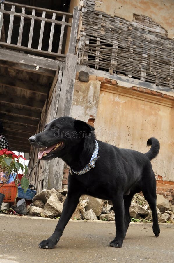 Black Dog Labrardor Walk Old Town