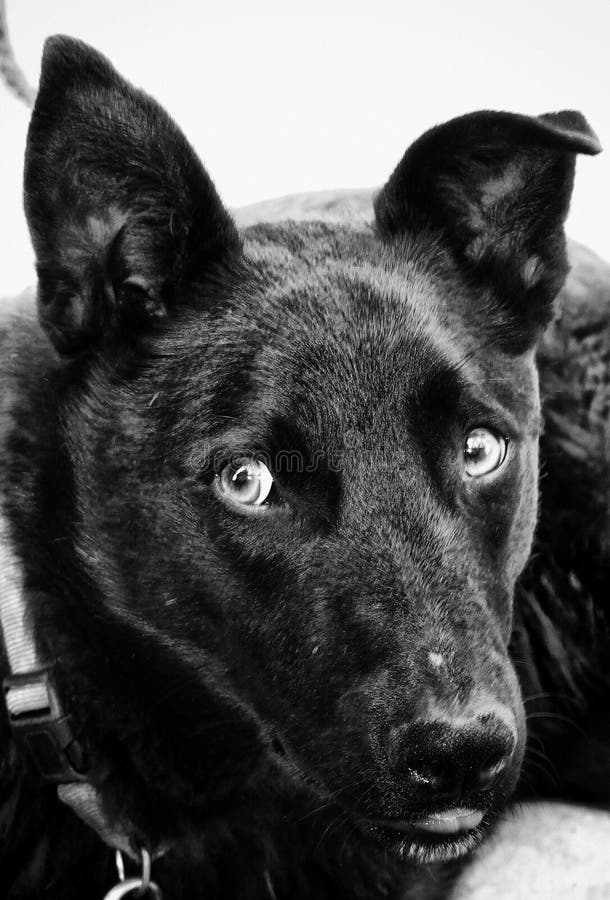 Black dog in leash stock image. Image of funny, home 61480337