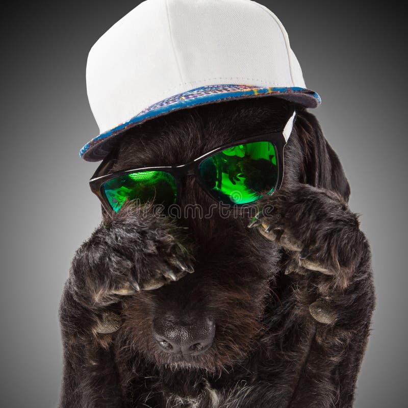 Black Dog Posed Sunglasses Cap Stock Photos Free & RoyaltyFree Stock