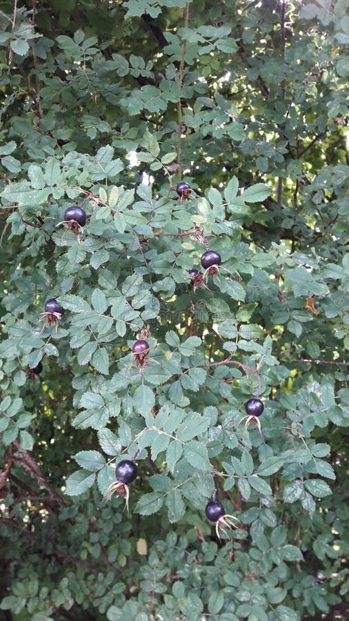 The black dogrose stock image. Image of dogrose, autumn 98695189