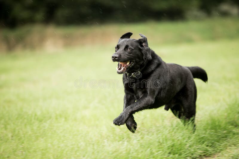 Black dog runing in grass field jumping