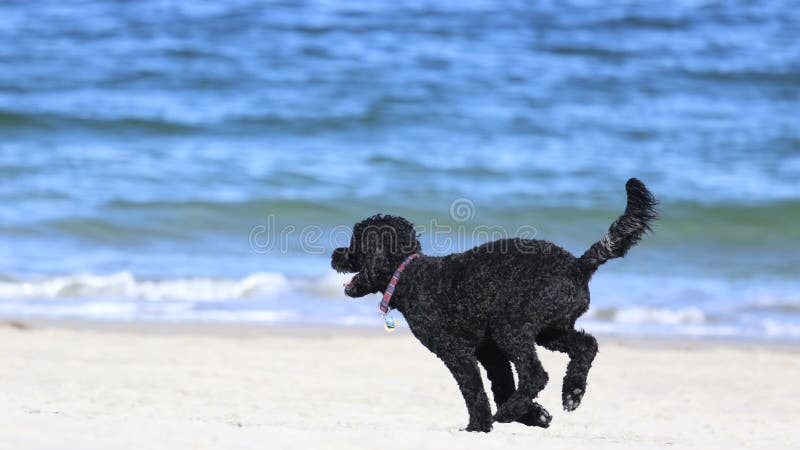 Estate acqua nero il cane correre K Oceano estate pronto sul prendere nuotare Acqua.