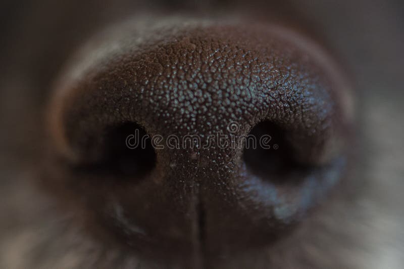 Black dog`s wet nose