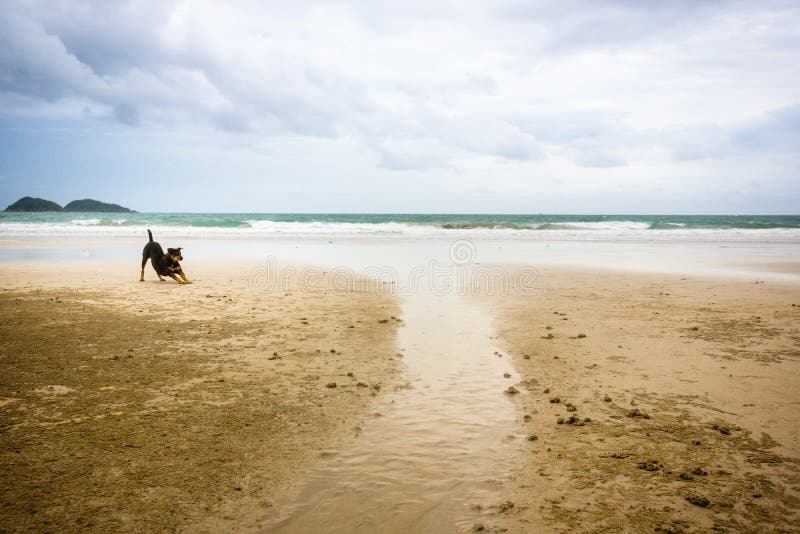 A Black dog on the sea beach. lazy dog is stretch lazily on sea beach in the summer morning. relaxing in vacation time is concept.