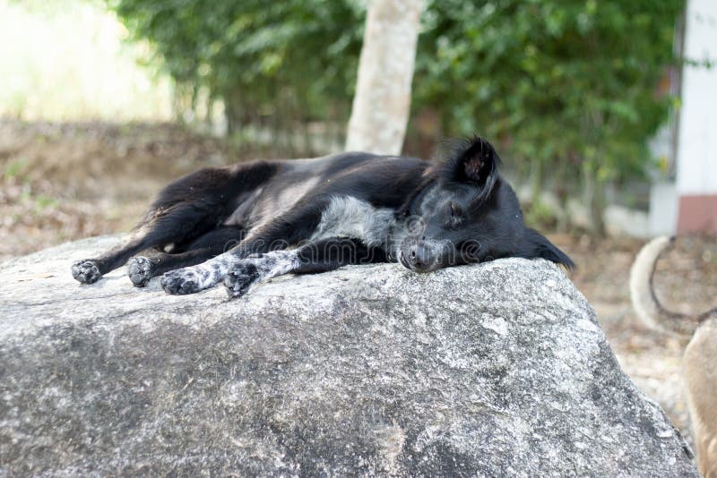 Black dog sleep. royalty free stock images Black dog sleep. royalty free stock images