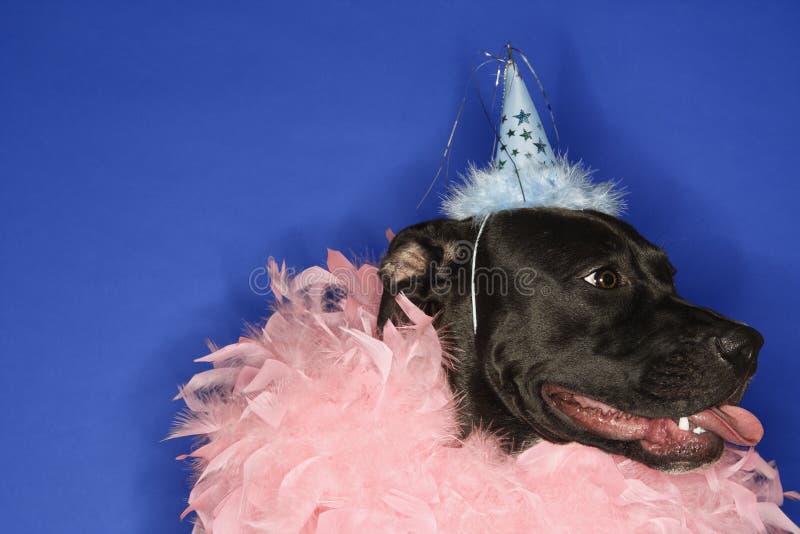 Black Dog Wearing Party Hat and Feather Boa. Stock Photo Image of