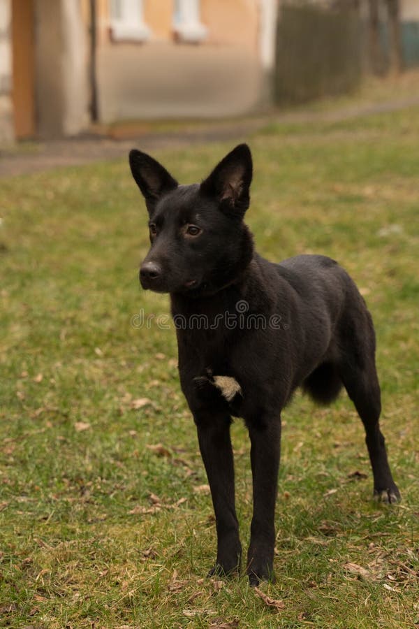 Black Dog with a White Spot on His Chest Stock Image Image of breathe