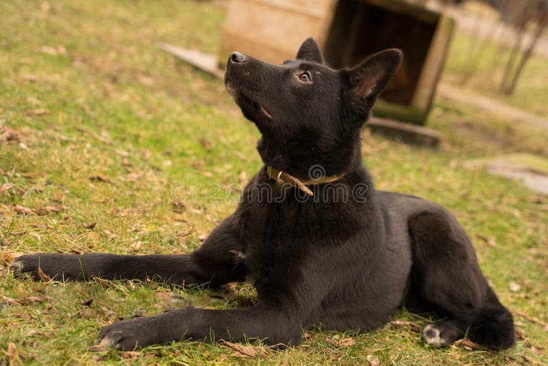 Black Dog with a White Spot on His Chest Stock Photo Image of mammal