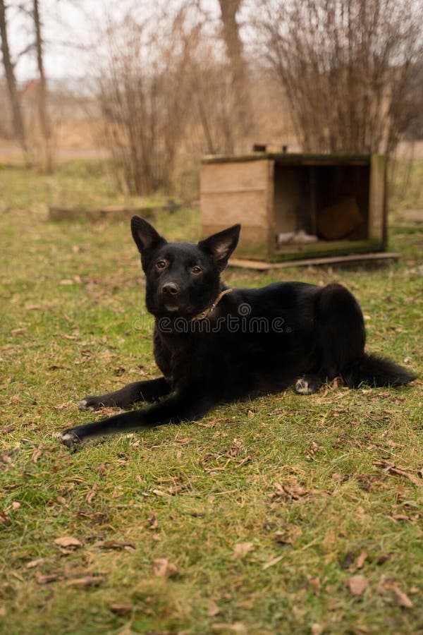 Black Dog with a White Spot on His Chest Stock Photo Image of