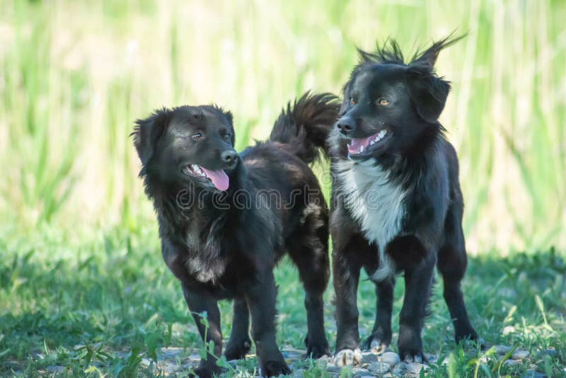 Black Dogs in the Forest. Black Dog Portrait Stock Photo Image of