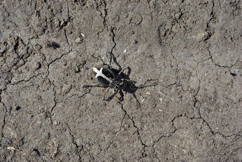 Black Dorcadion Equestre Bug Crawling On Gray Soil ...
