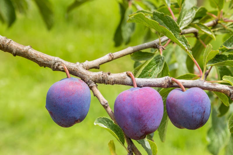 Black Doris Plums Ripening on Plum Tree Stock Image Image of sweet