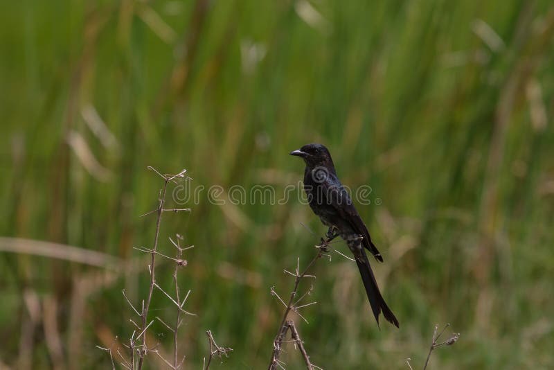 Black drongo beautiful bird in forest.