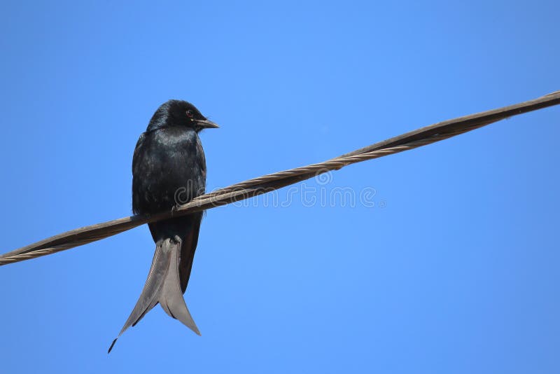 Black drongo bird. Sitting on the electric wire and keeping an eye on the hunt. beautiful sky blue background stock images Black drongo bird. Sitting on the electric wire and keeping an eye on the hunt. beautiful sky blue background stock images