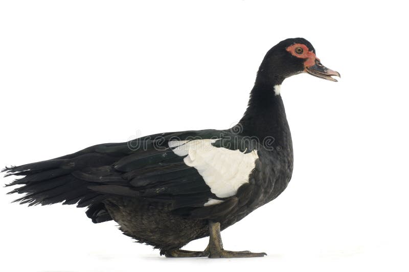 Black duck stock photo. Image of attraction, animal, holiday 22309888