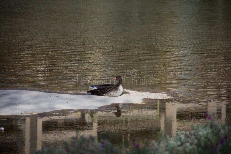 Black Duck on the Lake in a Park Stock Image Image of water, park