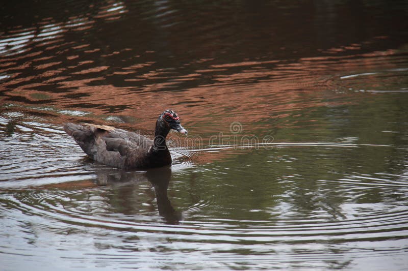 Black duck swimming alone in a lake. royalty free stock photography