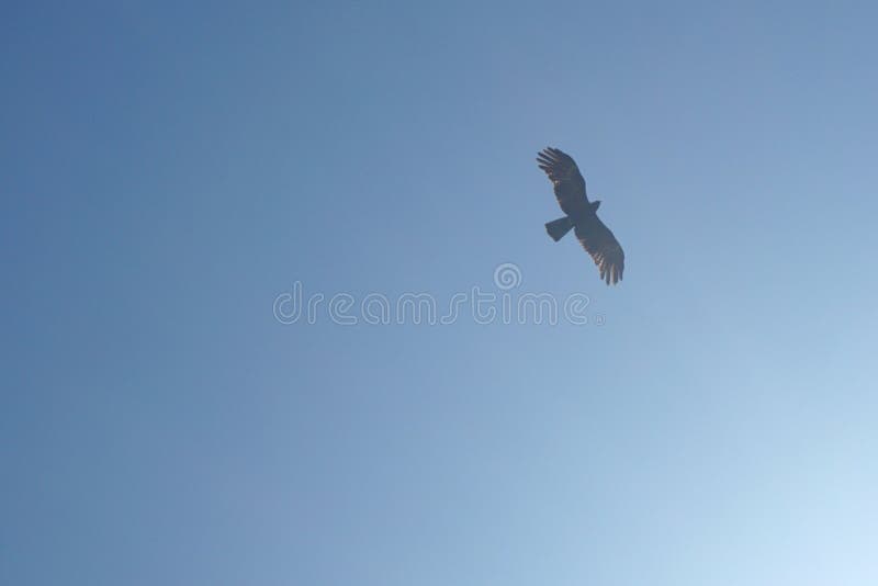 X28 Ictinaetus Malaiensis Stock Photos Free & RoyaltyFree Stock