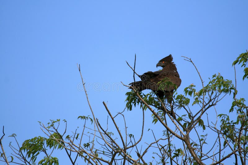 Black Eagle, Uganda, Africa Stock Photo Image of area, country 26293502