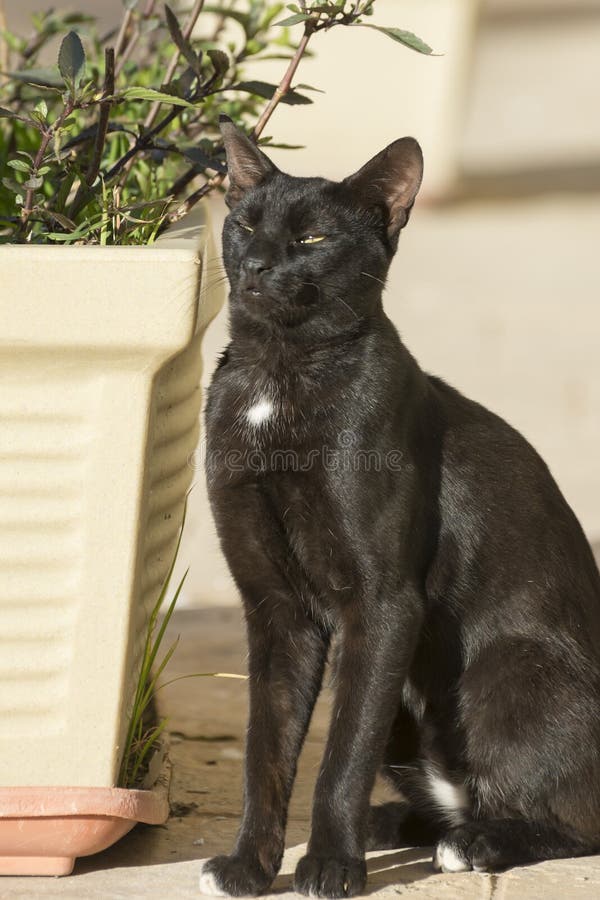 174 Egyptian Culture Black Cat Stock Photos Free & RoyaltyFree Stock