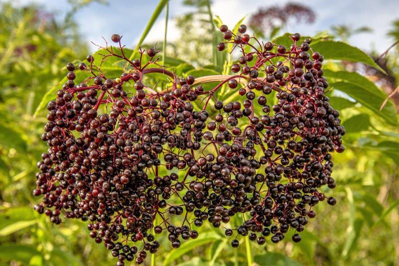 medicinal attributes of american elderberry springerlink on where can i buy elderberries in st louis