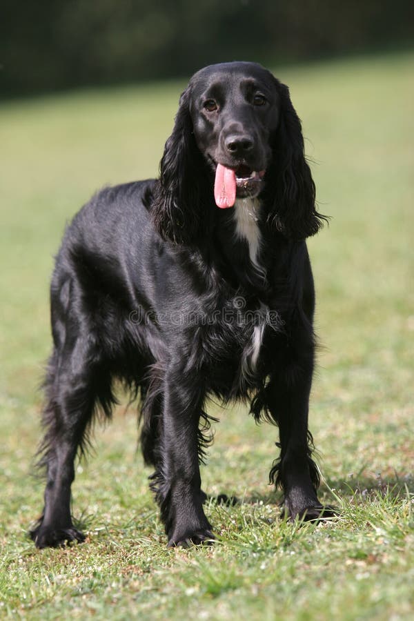 Black english cocker spaniel