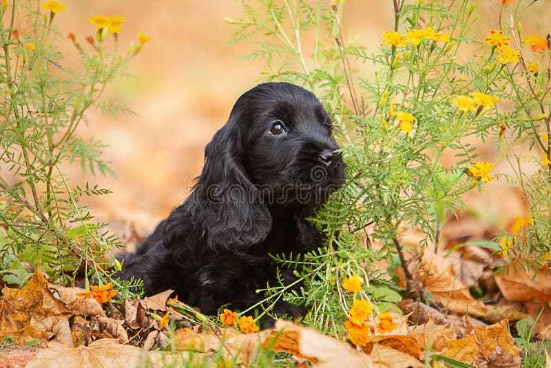 A Black English Cocker Spaniel Puppy Stock Photo - Image of puppy, open ...