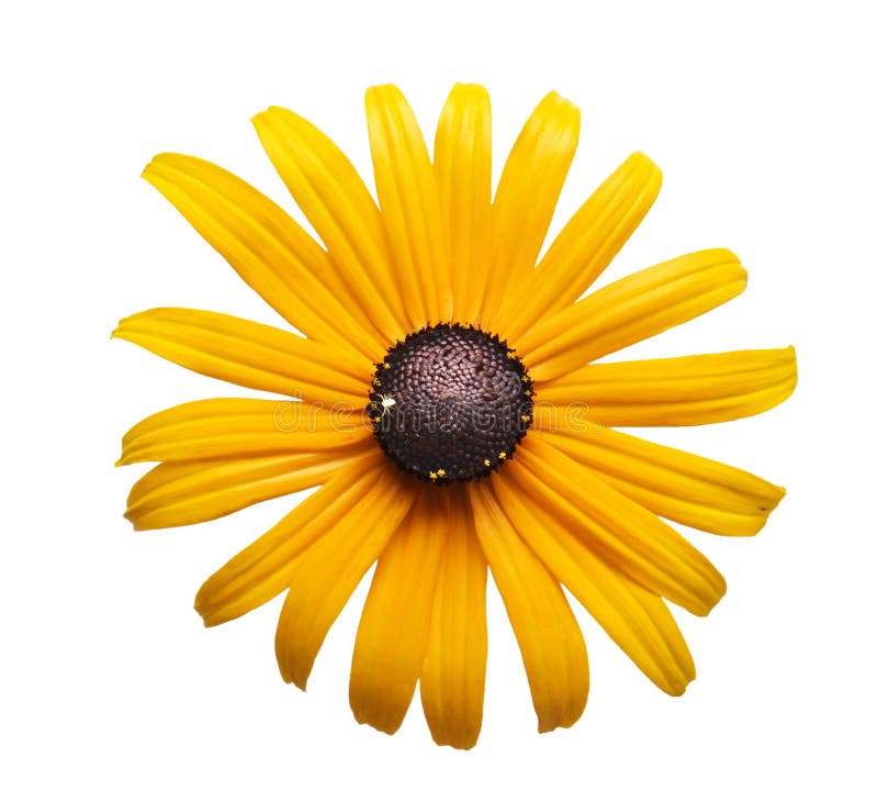 Yellow black-eye susan flower head isolated on white, clipping path include...