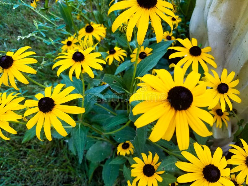 Black eye Susans stock image. Image of yello, vibrant 122228441