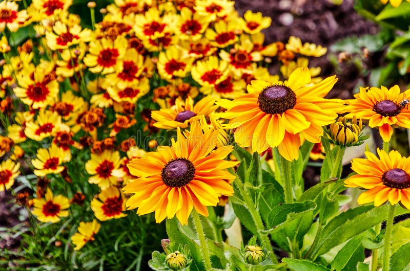 Black Eyed Susan also known as Rudbeckia and cheery Coreopsis perennials