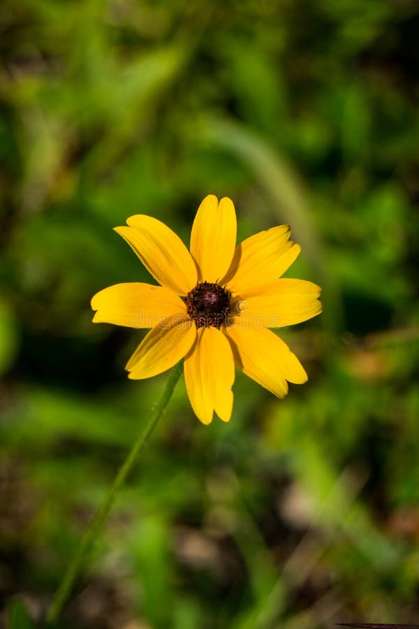 Black-eyed Susan – Rudbeckia hirta stock images Black-eyed Susan – Rudbeckia hirta stock images