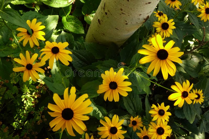 Black-Eyed Susans in a Summer Garden royalty free stock photography