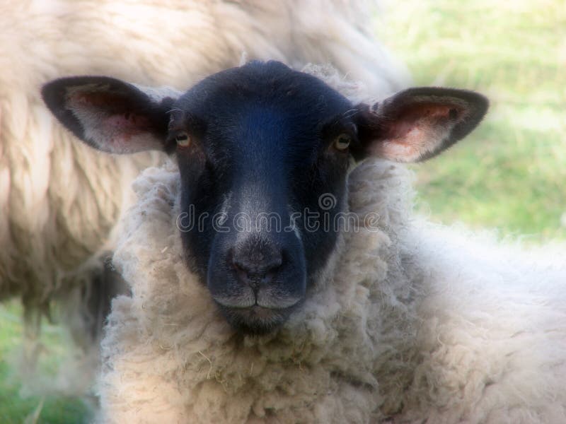 Black face sheep stock image. Image of close, sheep, wool 5193763