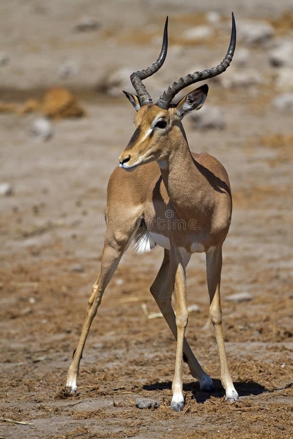 Black-faced impala