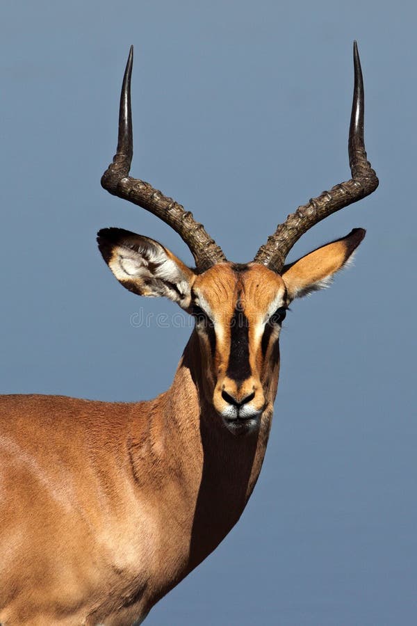 Black-faced impala in front of blue waterhole stock image Black-faced impala in front of blue waterhole stock image