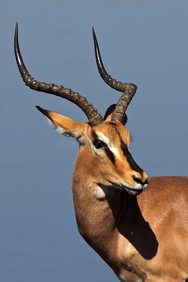 Black-faced impala in front of blue waterhole