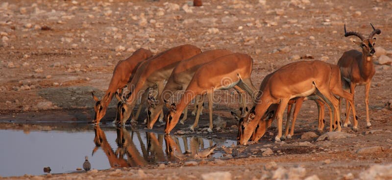Black-faced Impalas royalty free stock photo