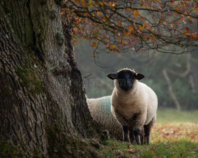 A black faced sheep standing under a tree with autumn or fall leaves