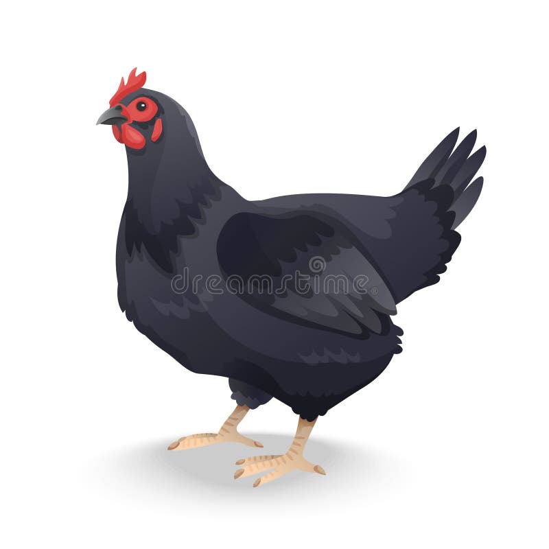 Black Farm Hen Isolated on White Background Stock Illustration