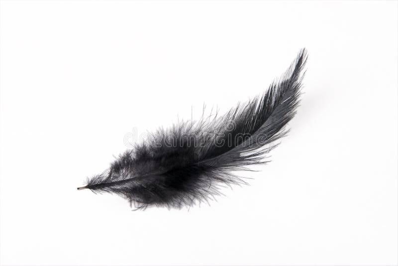 327,323 Black Feather Stock Photos - Free & Royalty-Free Stock Photos from  Dreamstime