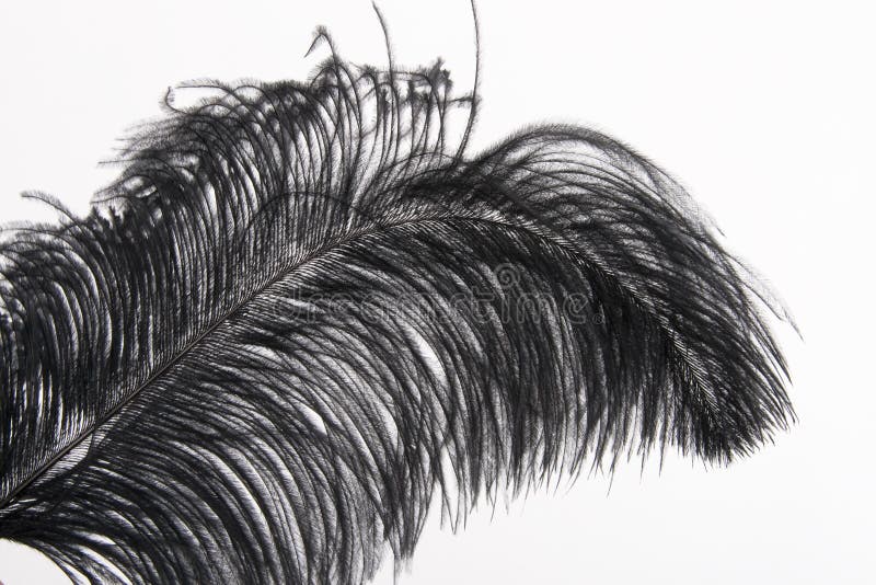 Black feather