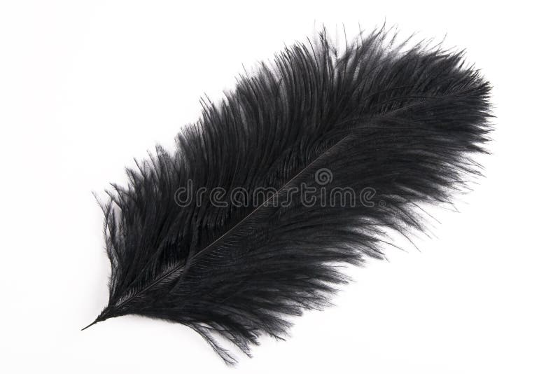 Black feather stock images.