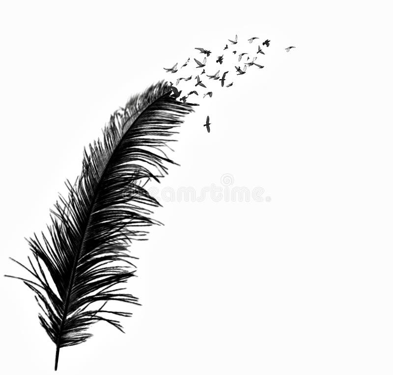 Download Black Feather Mysterious Royalty-Free Stock Illustration