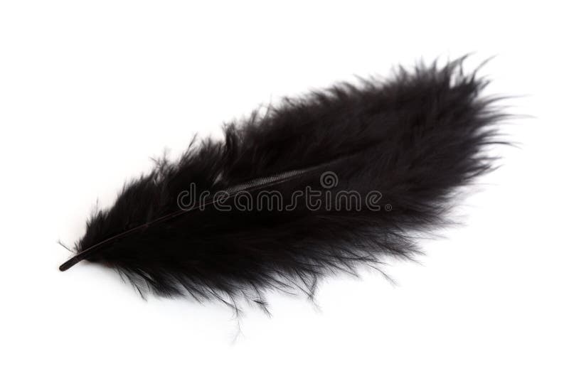 327,323 Black Feather Stock Photos - Free & Royalty-Free Stock