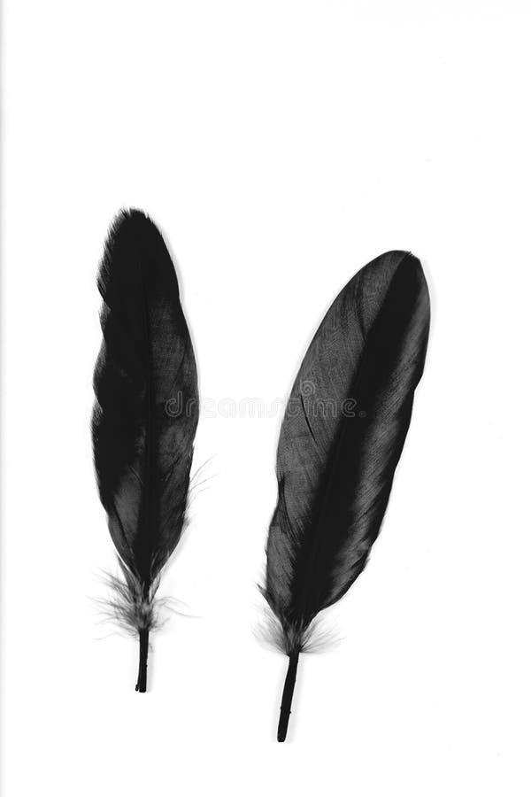 103,297 Black White Feathers Stock Photos Free & RoyaltyFree Stock